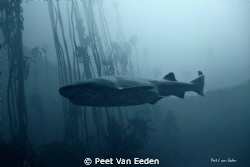 Dark Knight. Primitive sevengilled cow shark in a sea kel... by Peet Van Eeden 